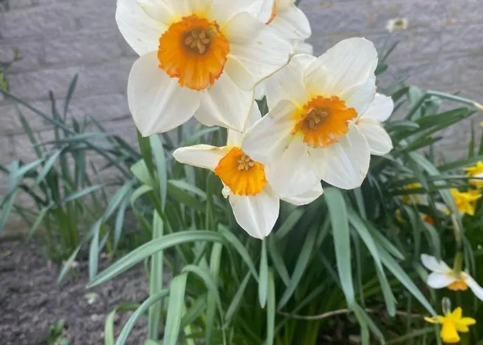 بيت للعطل Mit Gepflegtem Garten In By Interhome جوليانادورب